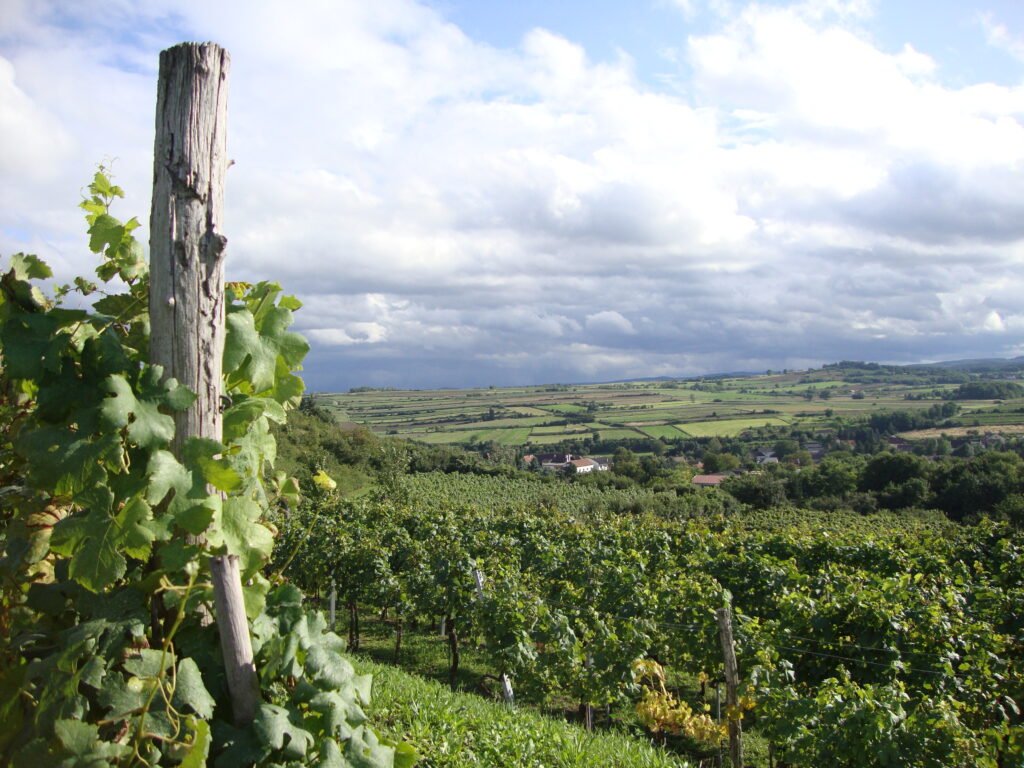 Das Kamptal schmecken – Weinhof Anderl