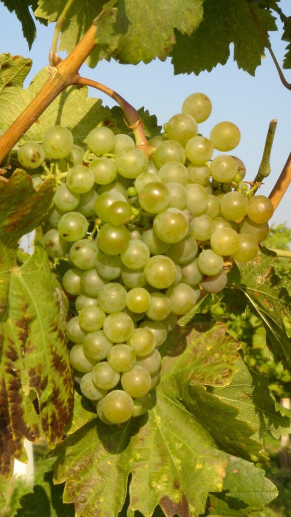 Grüner Veltliner – Weinhof Anderl