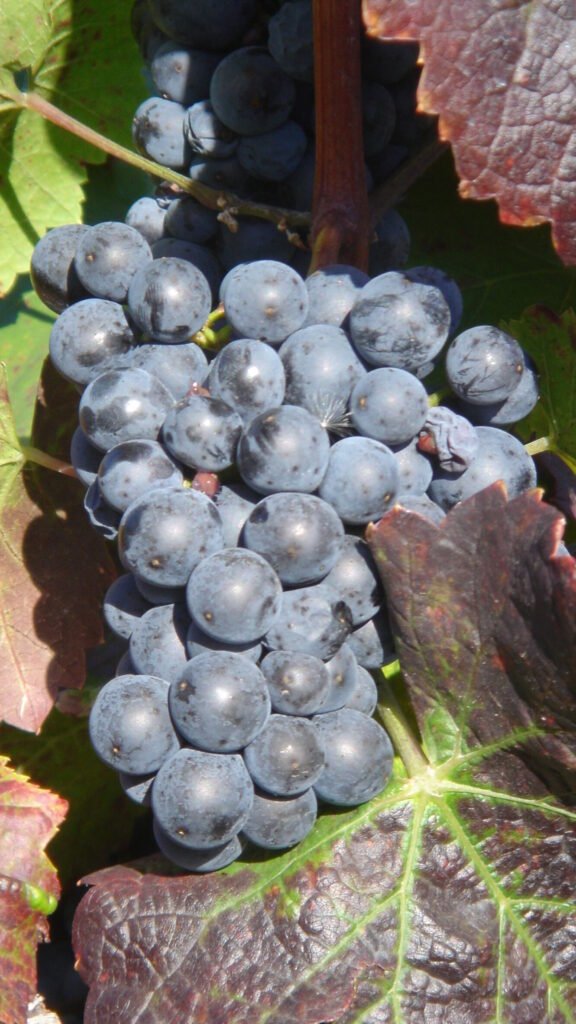 Die Burgunderfamilie – Weinhof Anderl