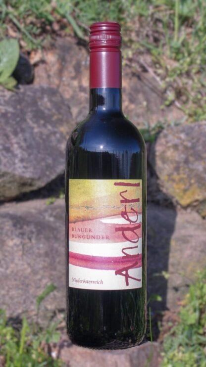 Blauer Burgunder vom Weinhof Anderl