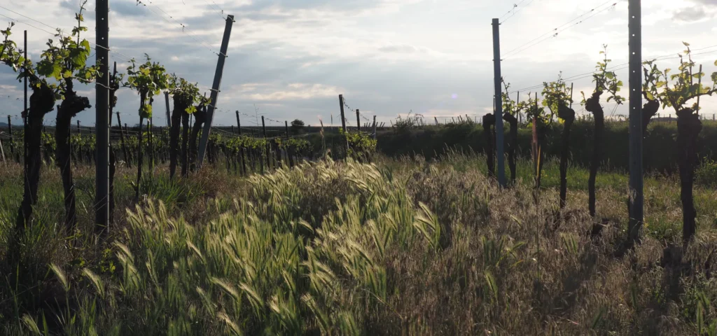 Aktuelles Bild: Weingarten des Weinhof Anderl in Lengenfeld im Kamptal