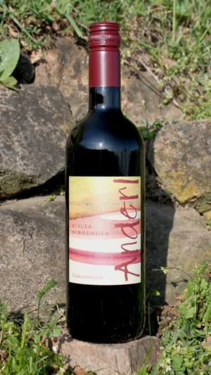 Flasche Bio Blauer Burgunder 2024 vom Weinhof Anderl